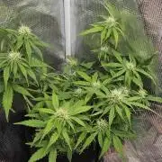 Gorilla Cookies