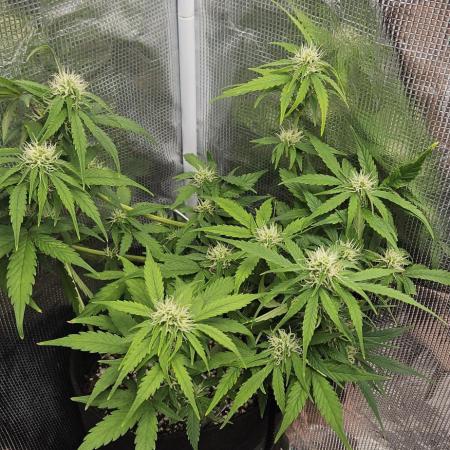 Gorilla Cookies