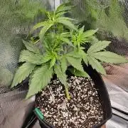 Gorilla Cookies
