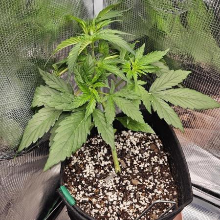 Gorilla Cookies