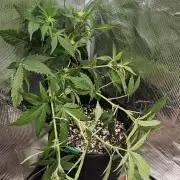 Gorilla Cookies
