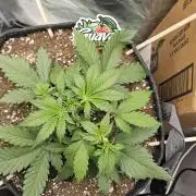 GUAVA