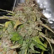 Gorilla Cookies