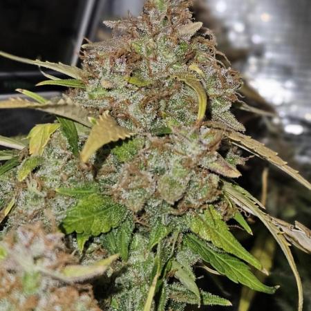 Gorilla Cookies