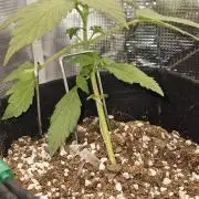 Gorilla Cookies