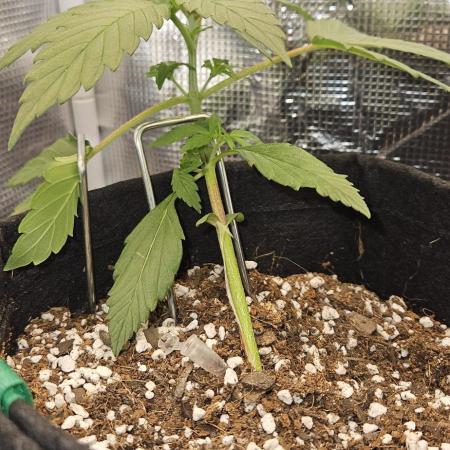 Gorilla Cookies