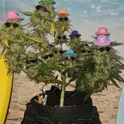Gorilla Cookies