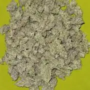 Guava RF3 First indoor grow