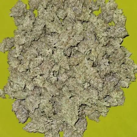 Guava RF3 First indoor grow