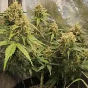 Gorilla Cookies