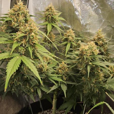 Gorilla Cookies