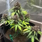 Emily R. - Auto Red Tropicana Cookies