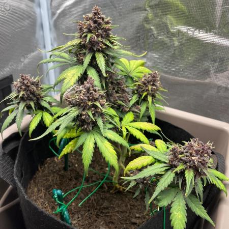 Emily R. - Auto Red Tropicana Cookies