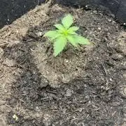 Emily R. - Auto Red Tropicana Cookies
