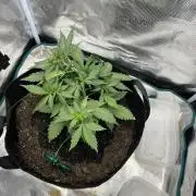 Emily R. - Auto Red Tropicana Cookies
