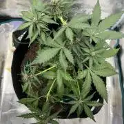 Emily R. - Auto Red Tropicana Cookies