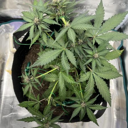 Emily R. - Auto Red Tropicana Cookies