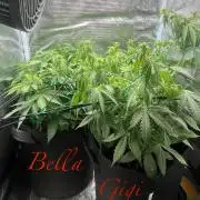 Auto Sweet Bourbon Kush - Bella & Gigi