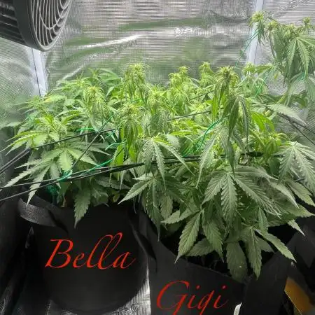 Auto Sweet Bourbon Kush - Bella & Gigi