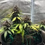 Emily R. - Auto Red Tropicana Cookies