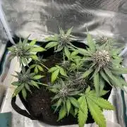 Emily R. - Auto Red Tropicana Cookies
