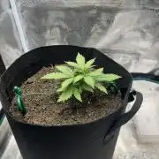 Emily R. - Auto Red Tropicana Cookies
