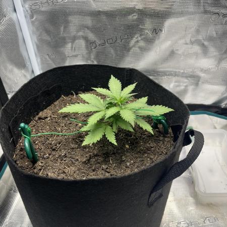 Emily R. - Auto Red Tropicana Cookies