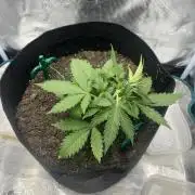 Emily R. - Auto Red Tropicana Cookies