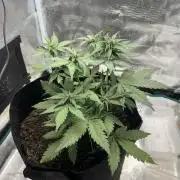 Emily R. - Auto Red Tropicana Cookies