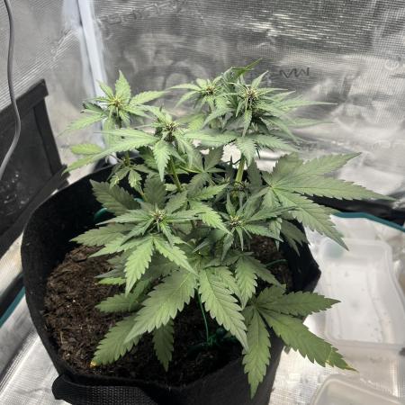 Emily R. - Auto Red Tropicana Cookies