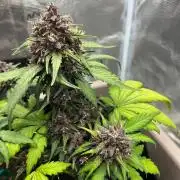 Emily R. - Auto Red Tropicana Cookies