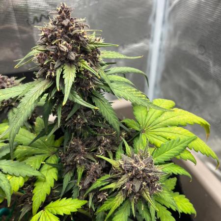 Emily R. - Auto Red Tropicana Cookies