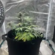 Emily R. - Auto Red Tropicana Cookies