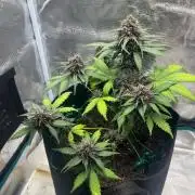 Emily R. - Auto Red Tropicana Cookies