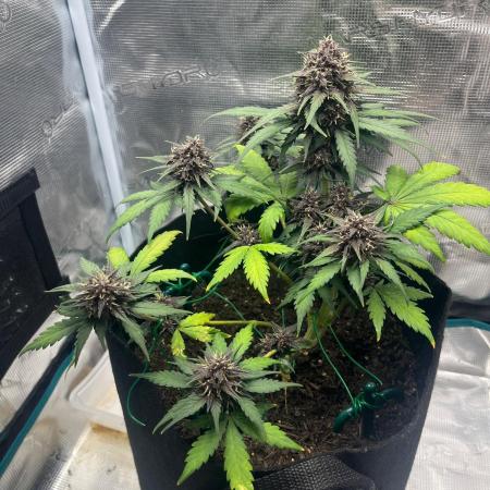 Emily R. - Auto Red Tropicana Cookies