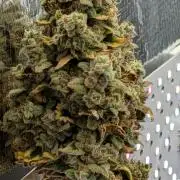 My first grow