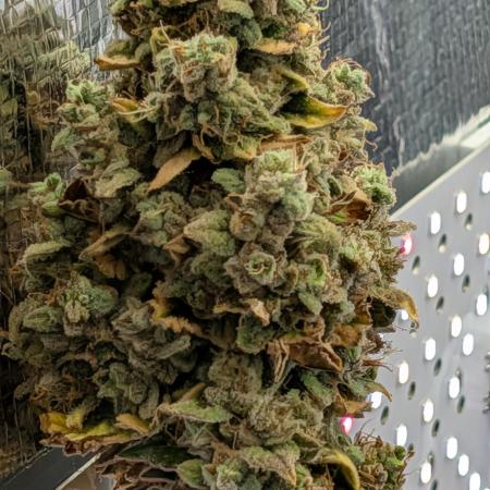 My first grow