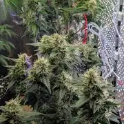 JJs Diary my 2nd Grow