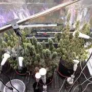 Gorilla Z Auto