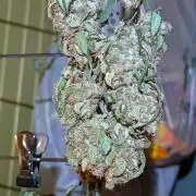 JJs Diary my 2nd Grow