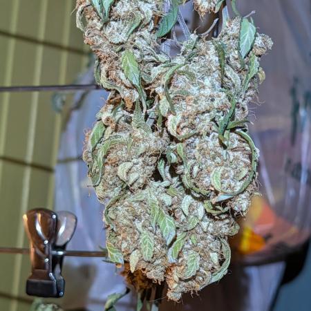JJs Diary my 2nd Grow