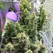 JJs Diary my 2nd Grow