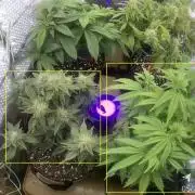 JJs Diary my 2nd Grow