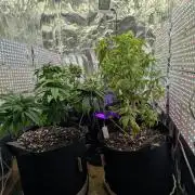 JJs Diary my 2nd Grow