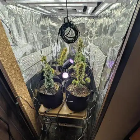 My first grow