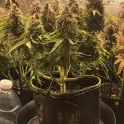 SkywalkerXtoof decay