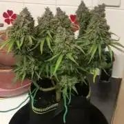 SkywalkerXtoof decay