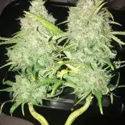 SkywalkerXtoof decay