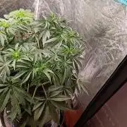 420 Lemonpaya