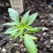 Pineapple Express F1 Auto